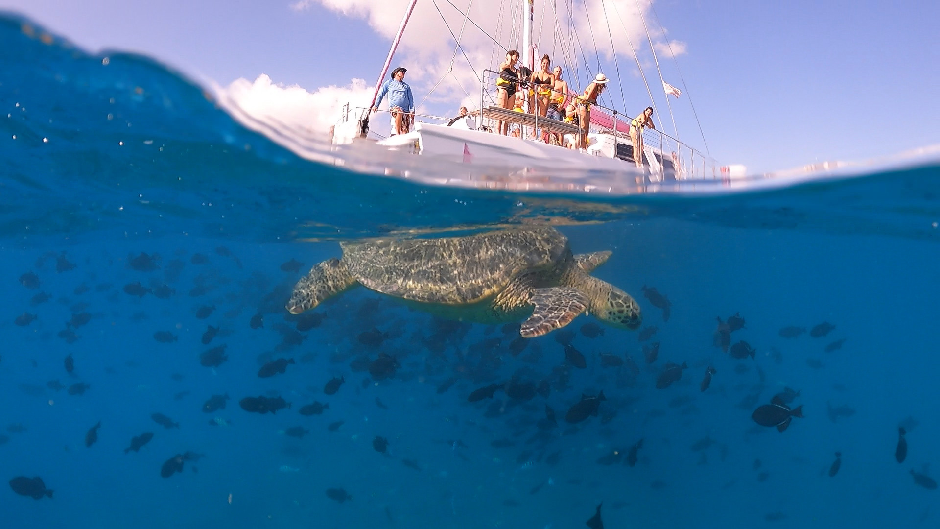 Waikiki Snorkel Company photo 1 in Honolulu