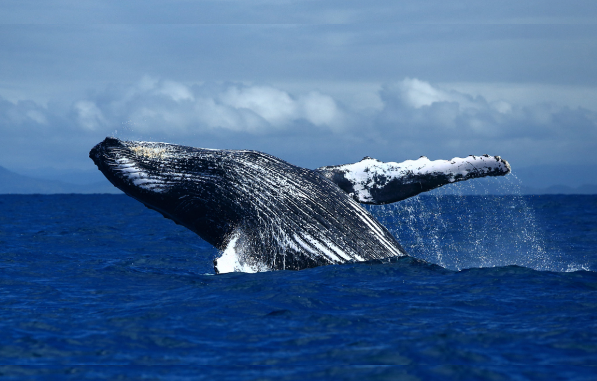A majestic humpback whale breaching the water's surface, creating a dramatic display of power and grace.